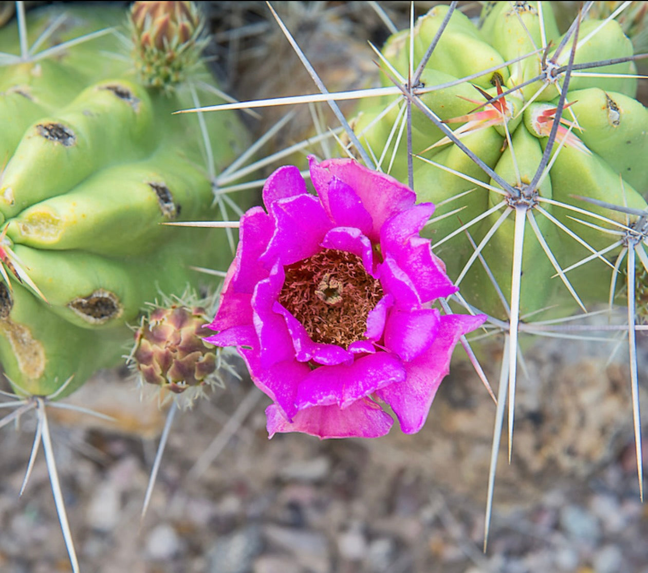 Echinocereus sarissophorus SEEDS