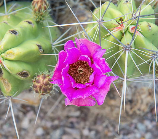 Echinocereus sarissophorus SEEDS