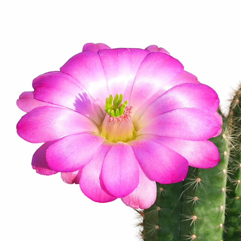 Echinocereus schereri SEEDS