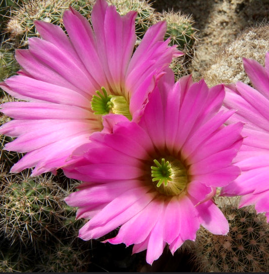 Echinocereus sciurus SEEDS