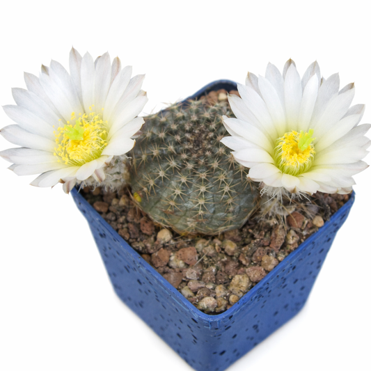 Echinocereus sharpii (Ascension) SEEDS