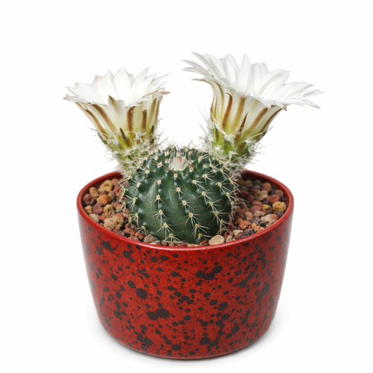 Echinocereus sharpii (San Roberto) SEEDS