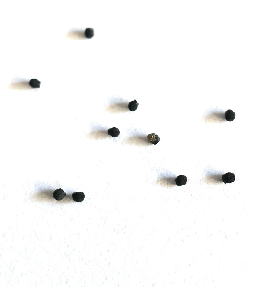 Echinocereus stoloniferus small black cactus seeds on white background