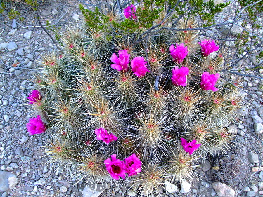 Echinocereus stramineus SEEDS