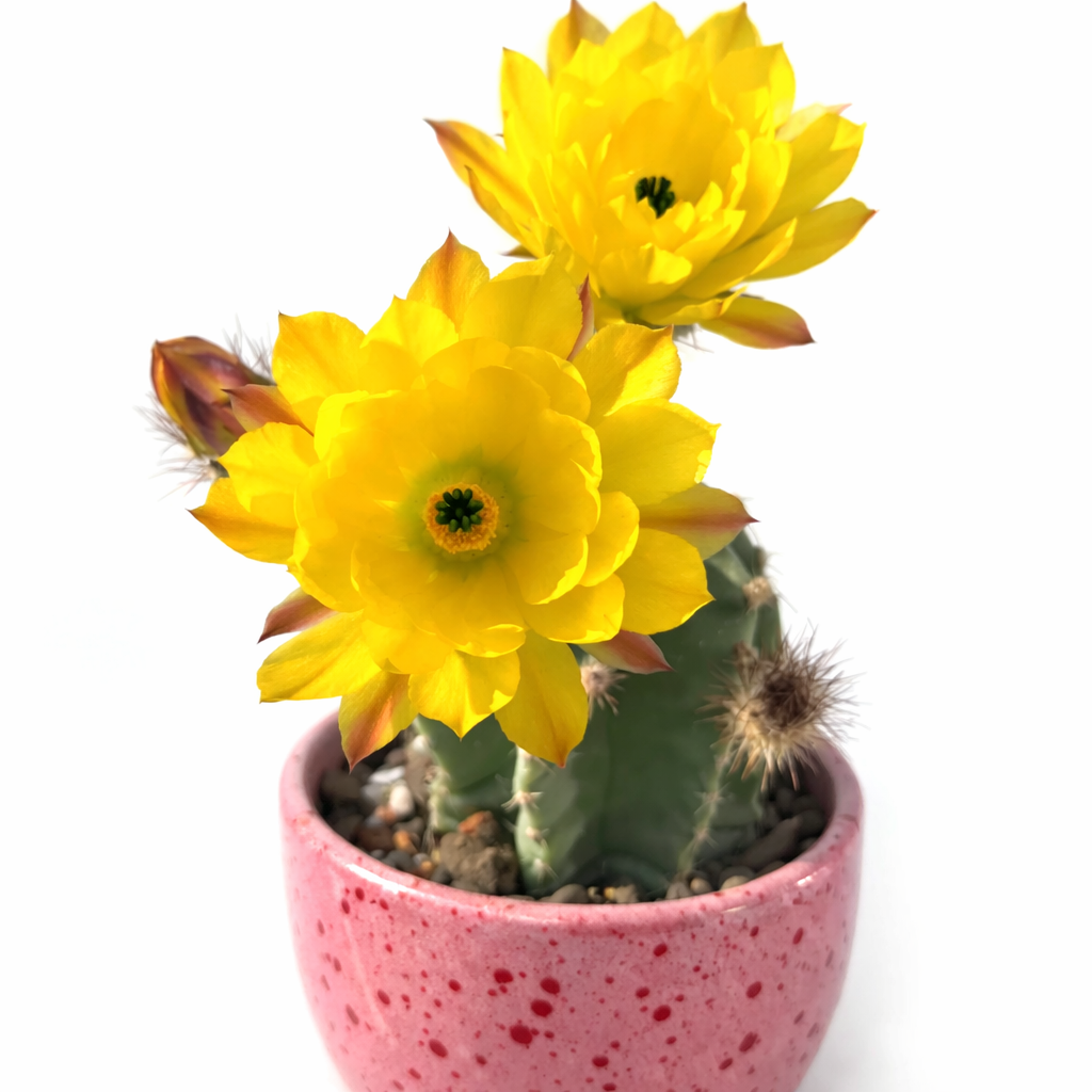 Echinocereus subinermis SEEDS