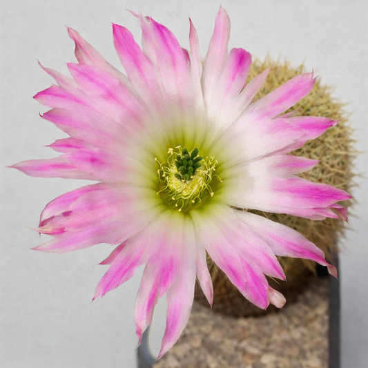 Echinocereus websterianus SEEDS