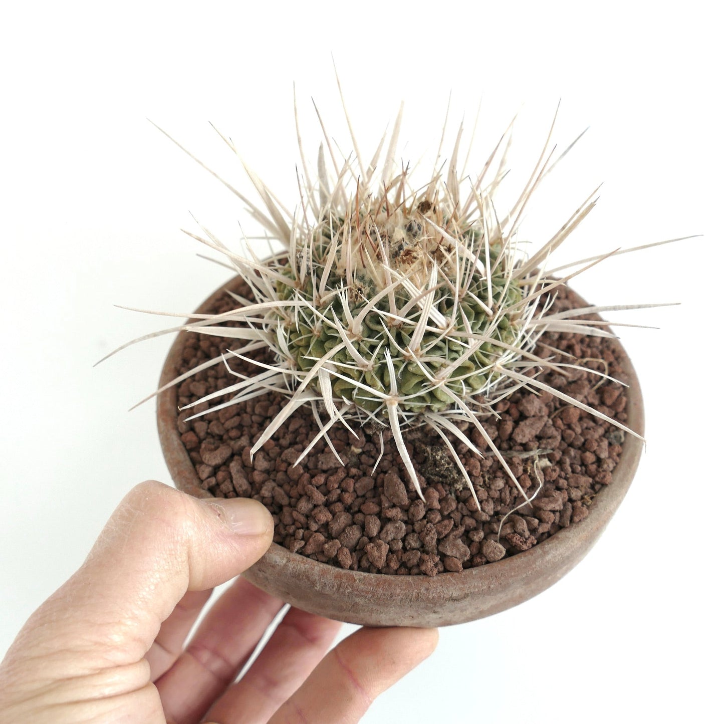 Echinofossulocactus arrigens var. longispinus small cactus with long white spines in round pot
