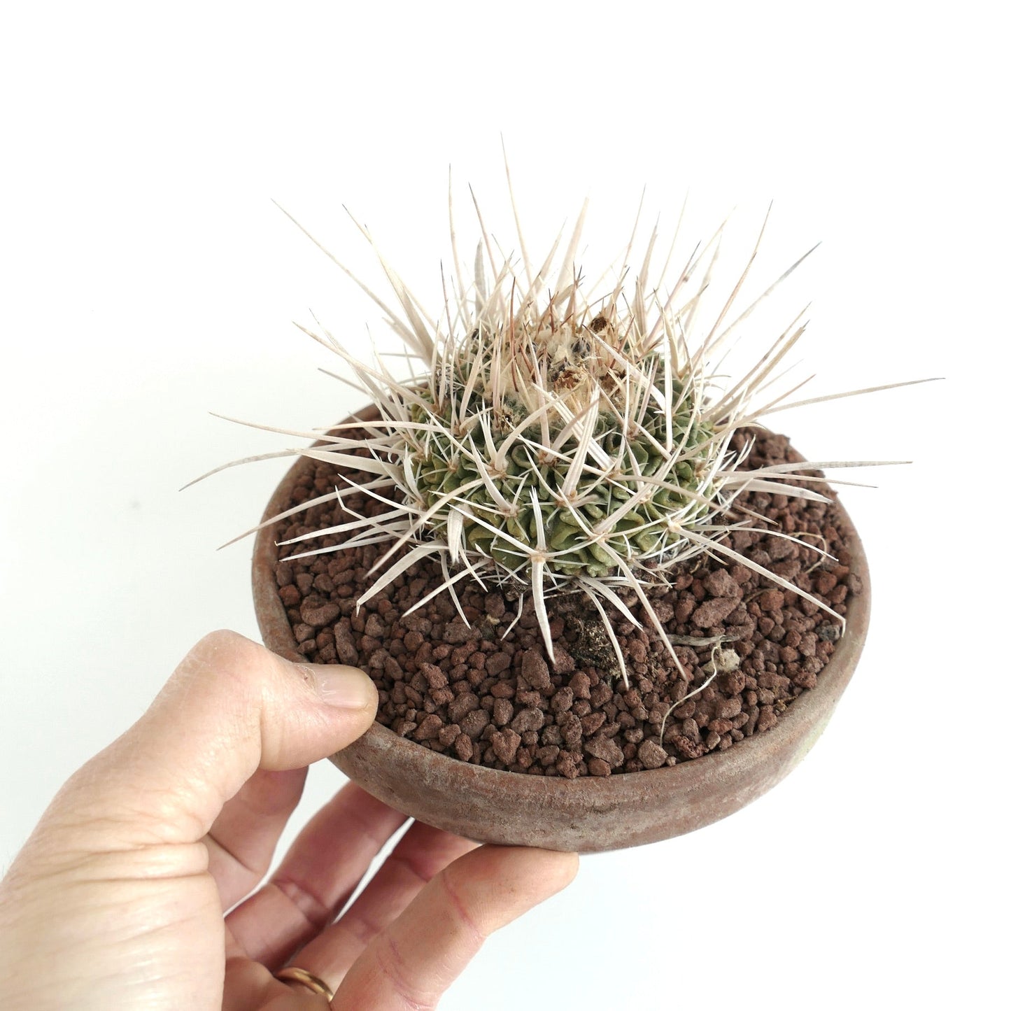 Echinofossulocactus arrigens var. longispinus small spiny cactus with long white spines in shallow brown pot