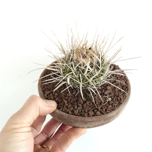 Echinofossulocactus arrigens var. longispinus small spiny cactus with long white spines in shallow brown pot