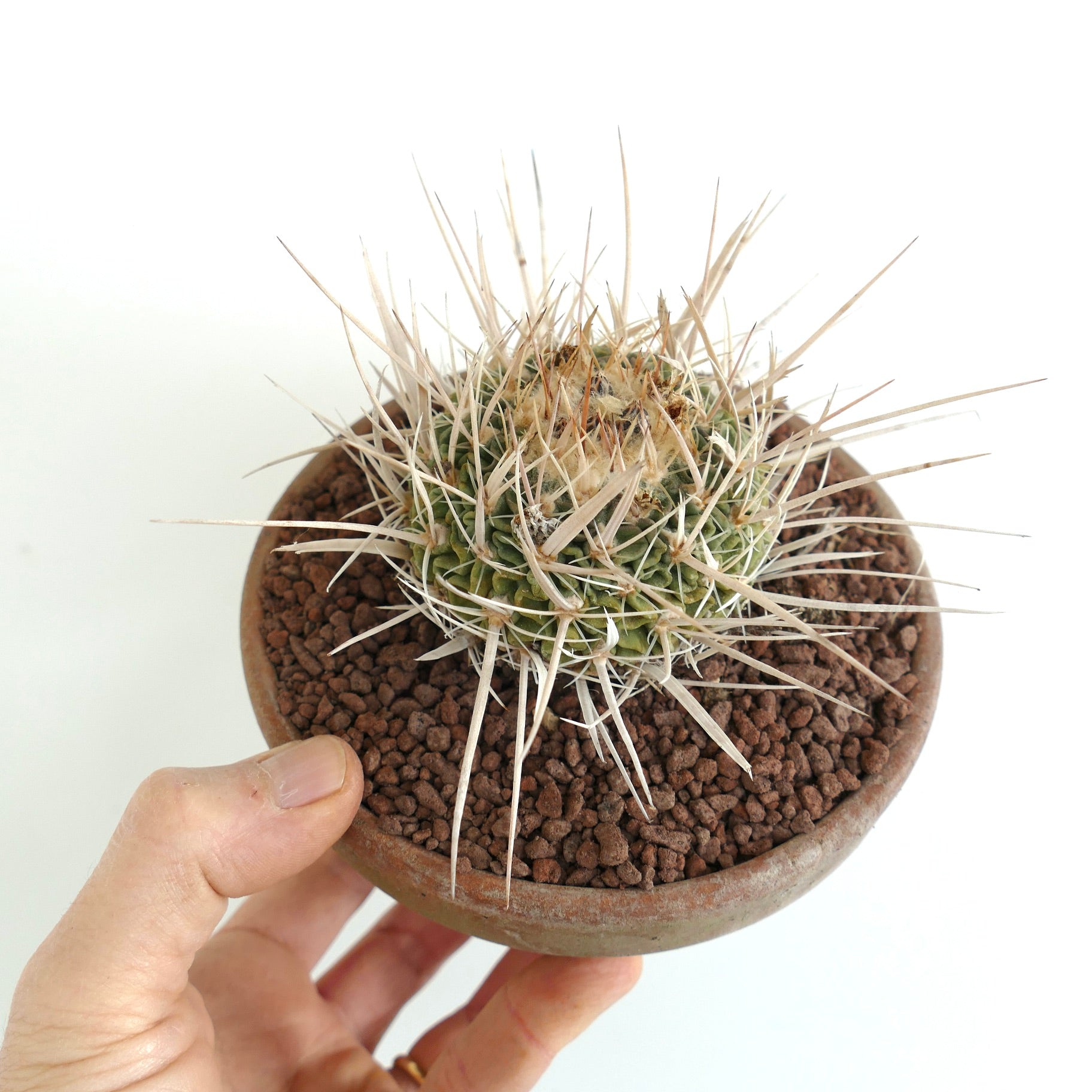 Echinofossulocactus arrigens var. longispinus small cactus with long white spines in terracotta pot