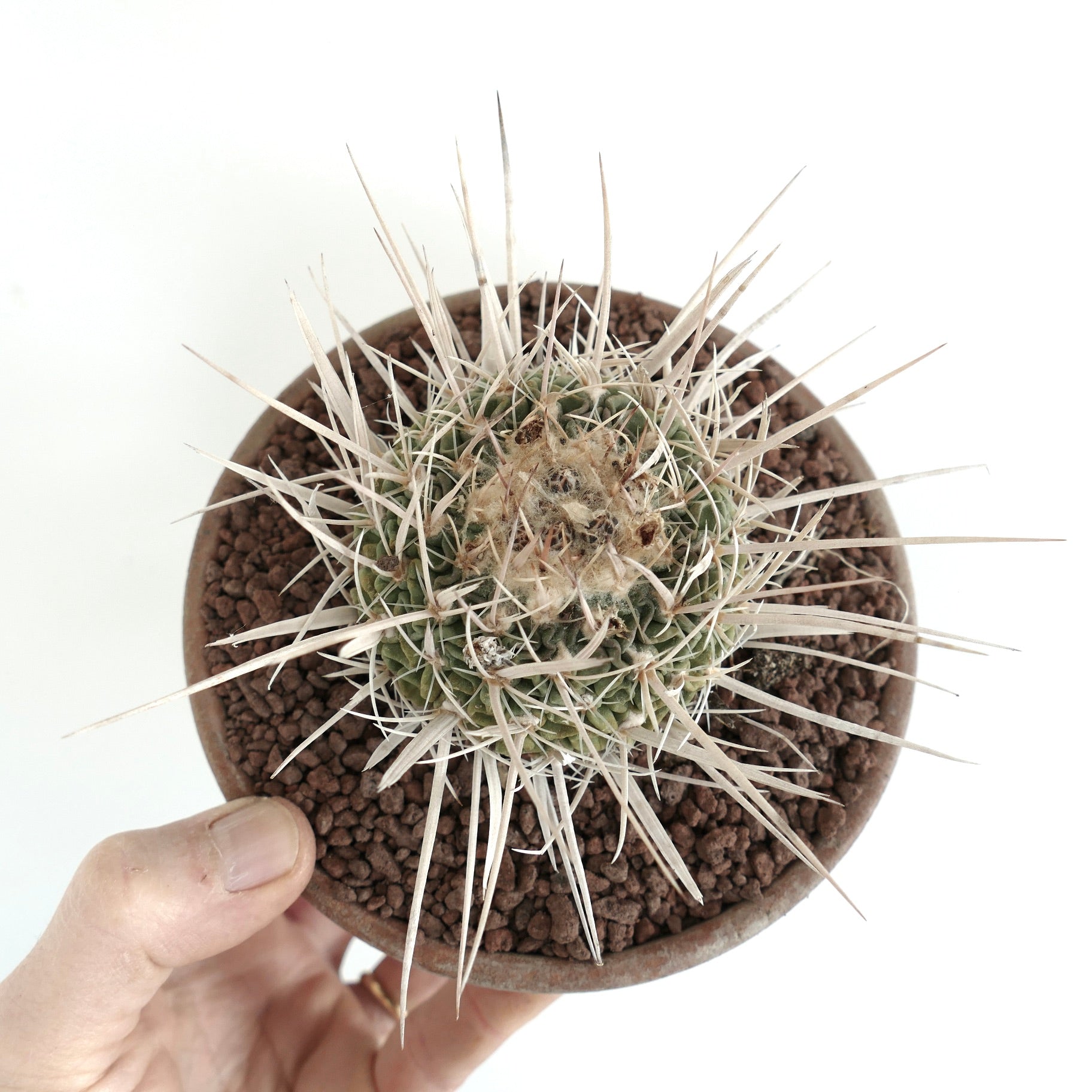 Echinofossulocactus arrigens var. longispinus small cactus with long white spines in brown pot
