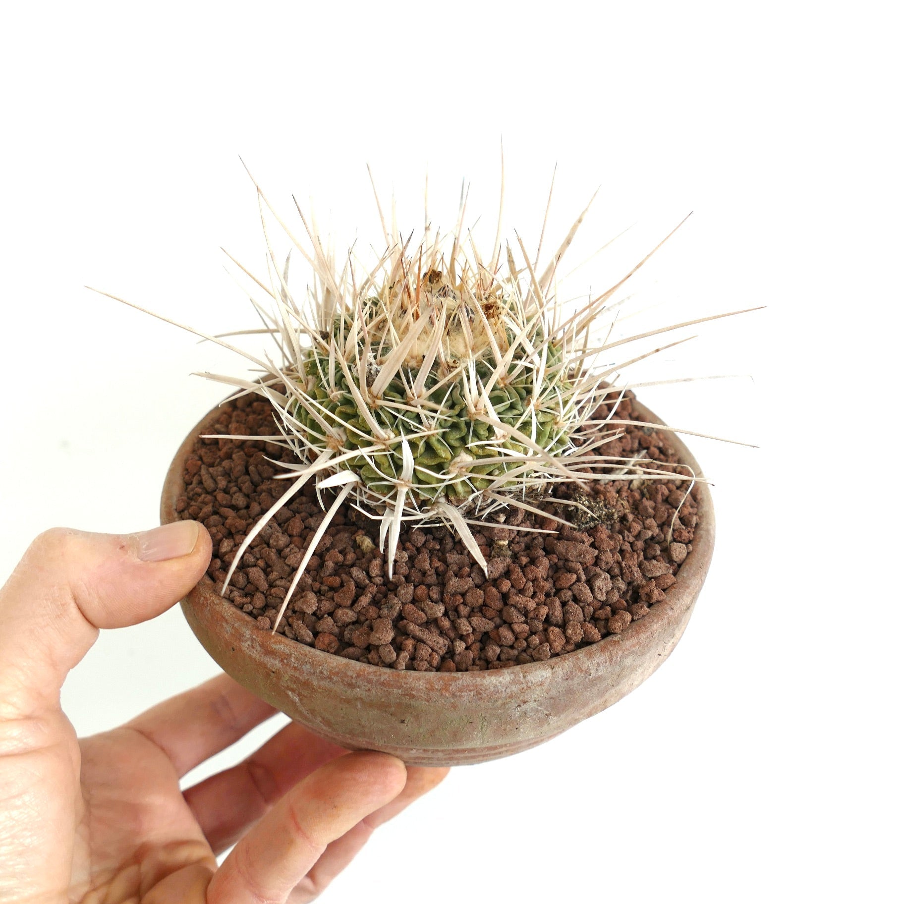 Echinofossulocactus arrigens var. longispinus small cactus with long white spines in round clay pot