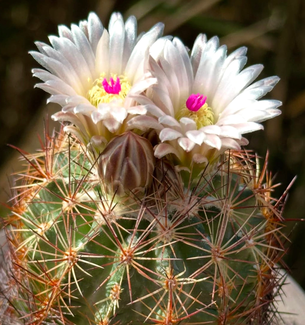 Cacto Echinomastus intertextus com flores brancas e espinhos avermelhados proeminentes em plano aproximado