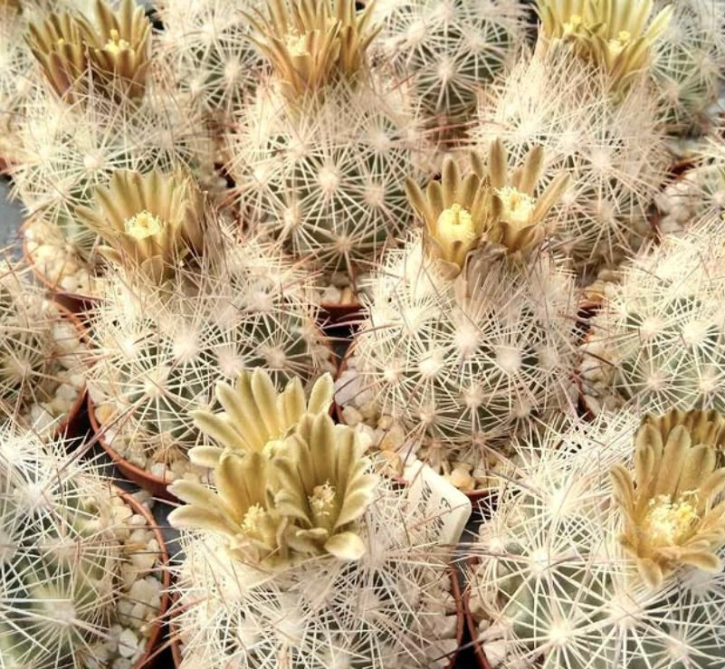Echinomastus mapimiensis small round cactus with dense white spines and pale yellow flowers