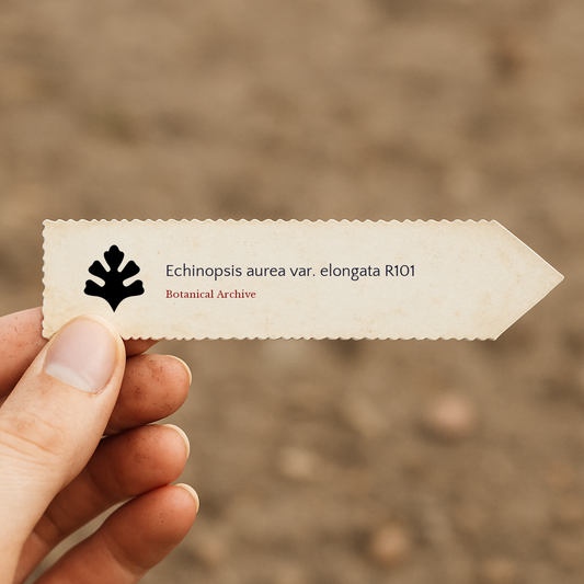 Echinopsis aurea var. elongata R101 FRØ