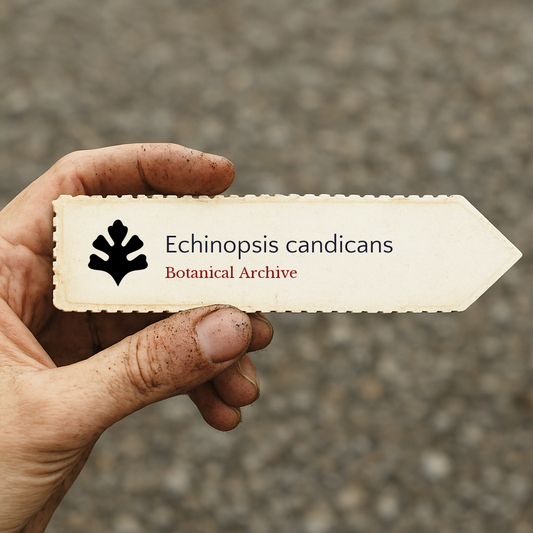 Etichetta stampata per pianta di Echinopsis candicans tenuta in mano sporca all'aperto