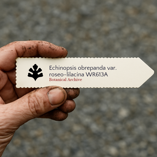 에키노프시스 오브레판다 품종 로제로라시나 WR613ASEEDS