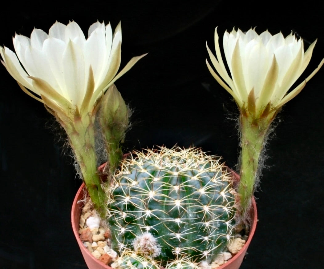 กระบองเพชร เอคิโนพซิส อานาคันธา รูปร่างกลมสีเขียว พร้อมดอกขาวขนาดใหญ่ที่บานสะพรั่ง