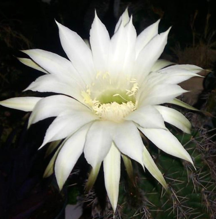 Echinopsis arebaloi large white cactus flower with delicate petals and spines