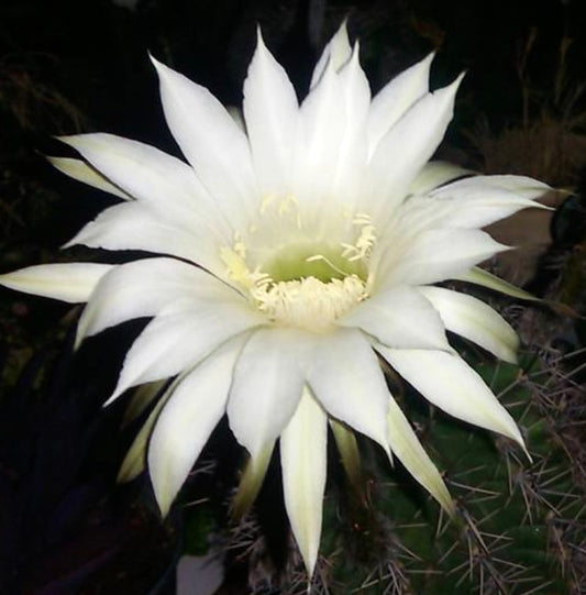 Echinopsis arebaloi large white cactus flower with delicate petals and spines