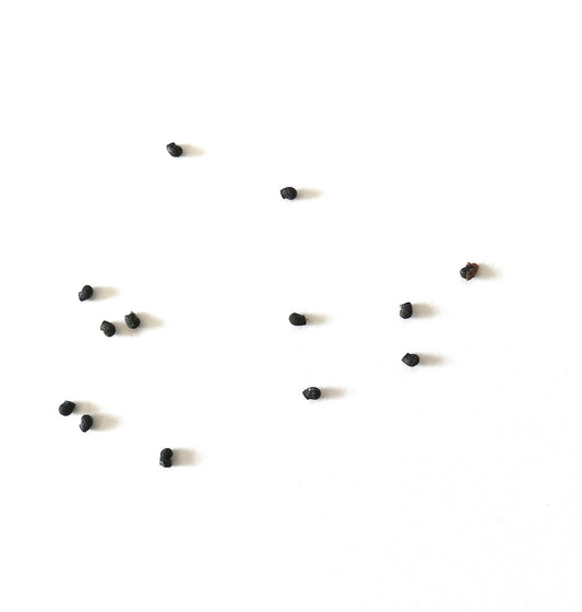 Echinopsis arebaloi small black cactus seeds on white background