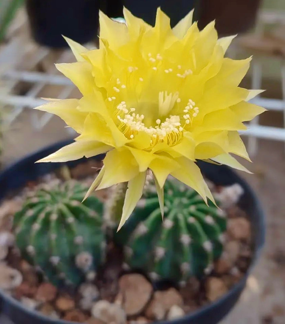 Echinopsis aurea cactus with vibrant yellow star-shaped flower and ribbed green stems