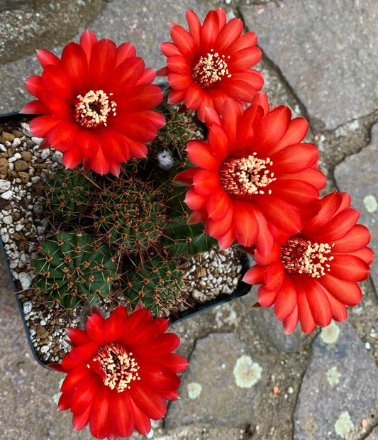 Echinopsis aurea var. dobeana cactus with vibrant red flowers and spiny green stems in pot
