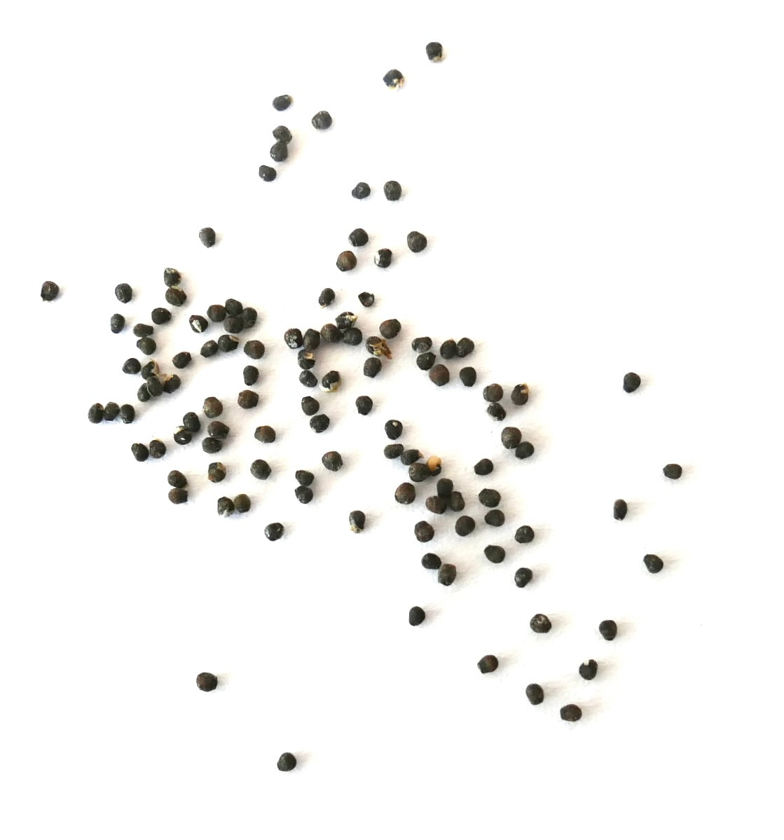 エキノプシス・アウレア var. ドベアナ R527 種子