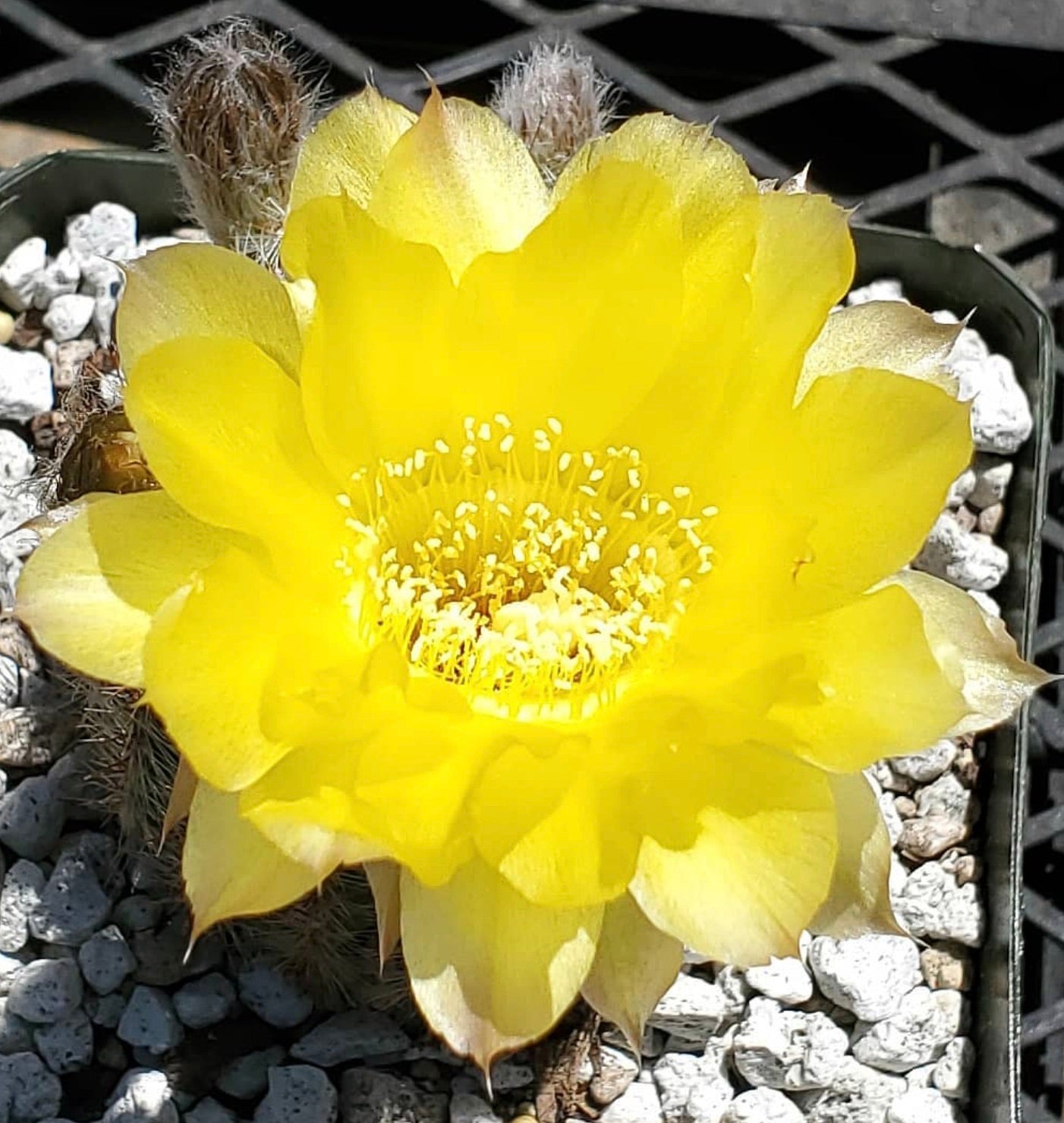 Echinopsis aurea var. leucomalla-kaktus med stor, lys gul blomst og tornete stilker