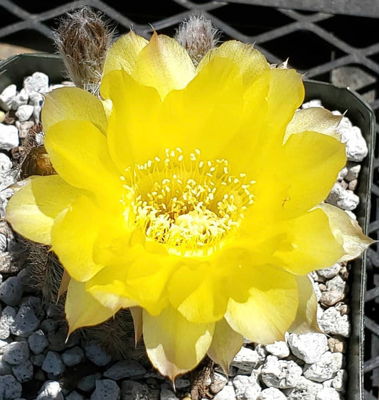 Echinopsis aurea var. leucomalla cactus with large bright yellow flower and spiny stems