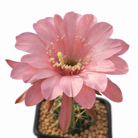 SEMI di Echinopsis carmineiflora