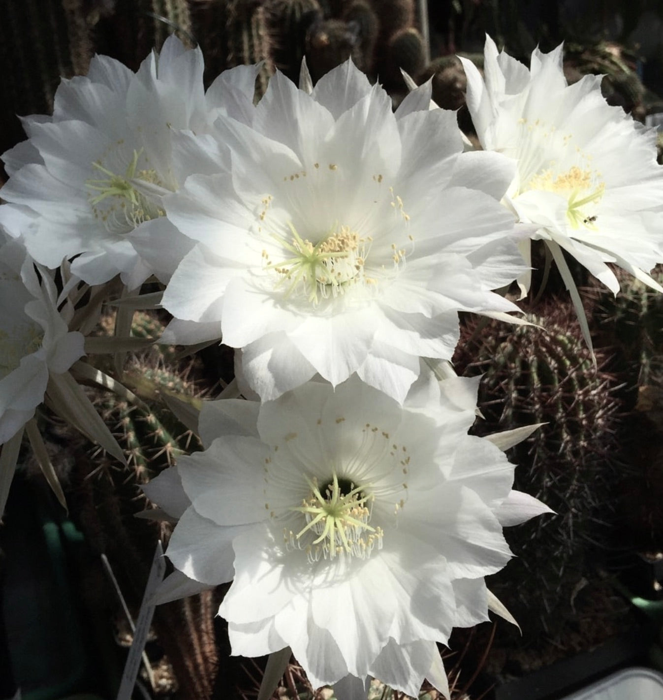 Echinopsis columnaris cactus with large white delicate flowers and spiny green stems