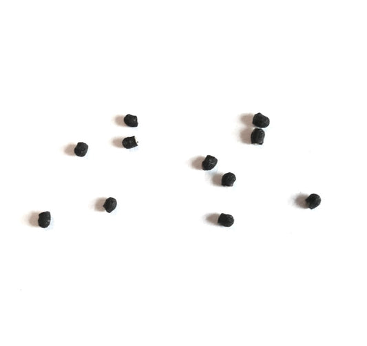 SEMI di Echinopsis eyriesii