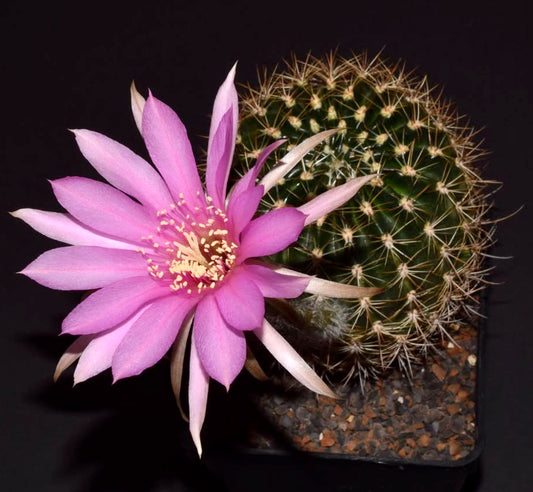 Echinopsis hamatacantha cactus with spiny green body and large pink flower in bloom