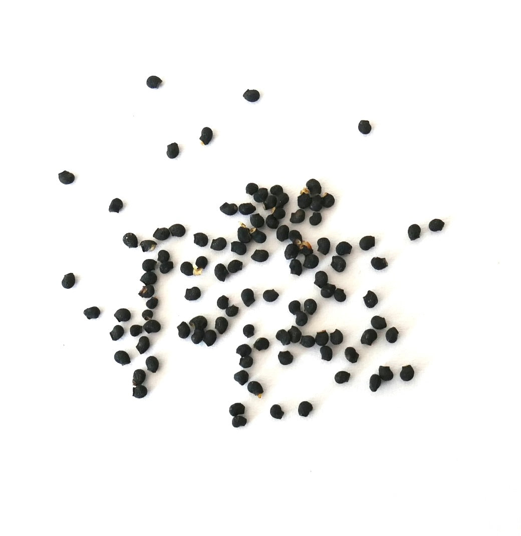 エキノプシス・ハマタカンサ 種子