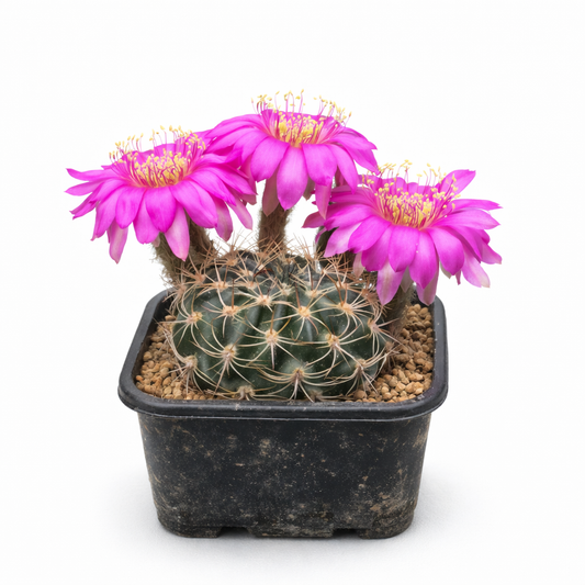 Semi di Echinopsis millarensis R293