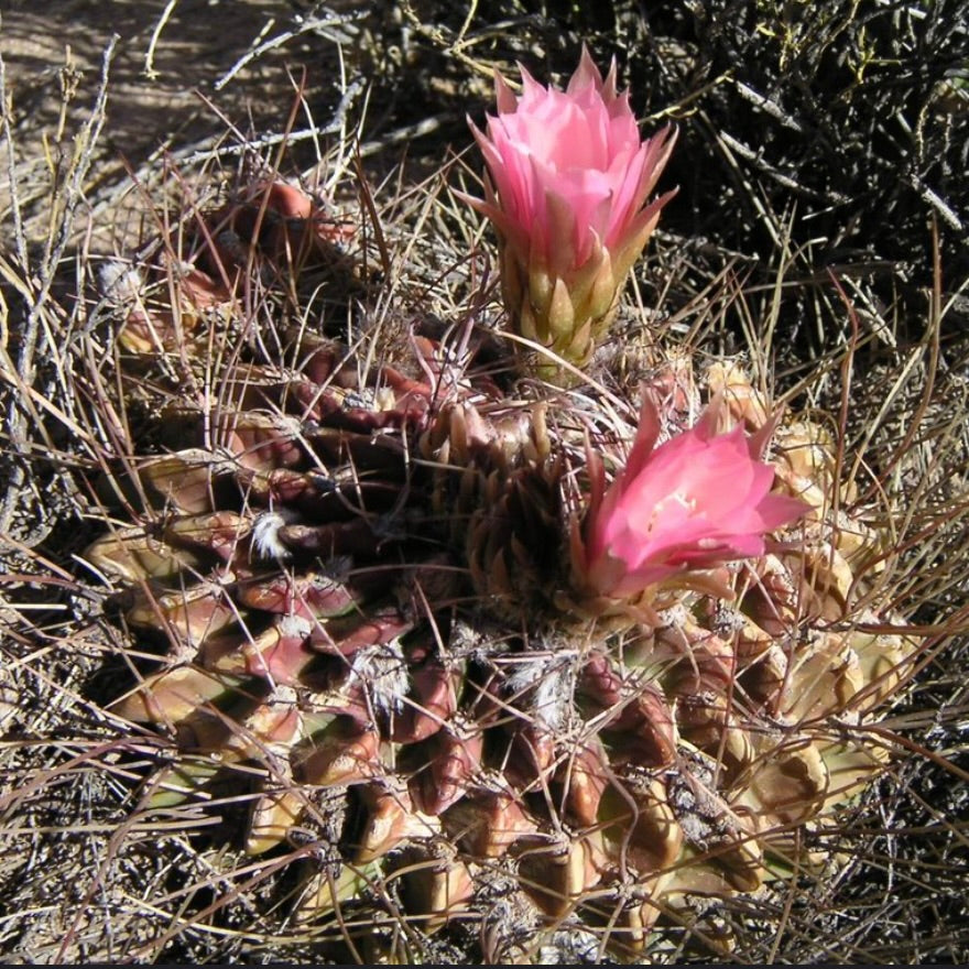 Echinopsis pentlandii SEEDS