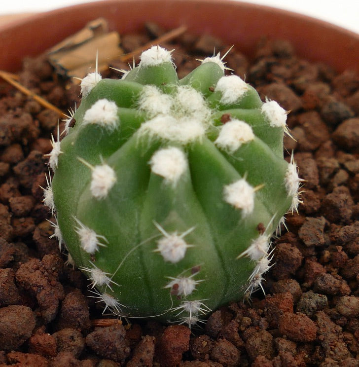Echinopsis subdenudata pequeño cactus verde con areolas lanosas blancas y espinas cortas en maceta