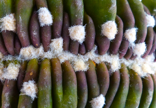 Echinopsis subdenudata form crested SEEDS