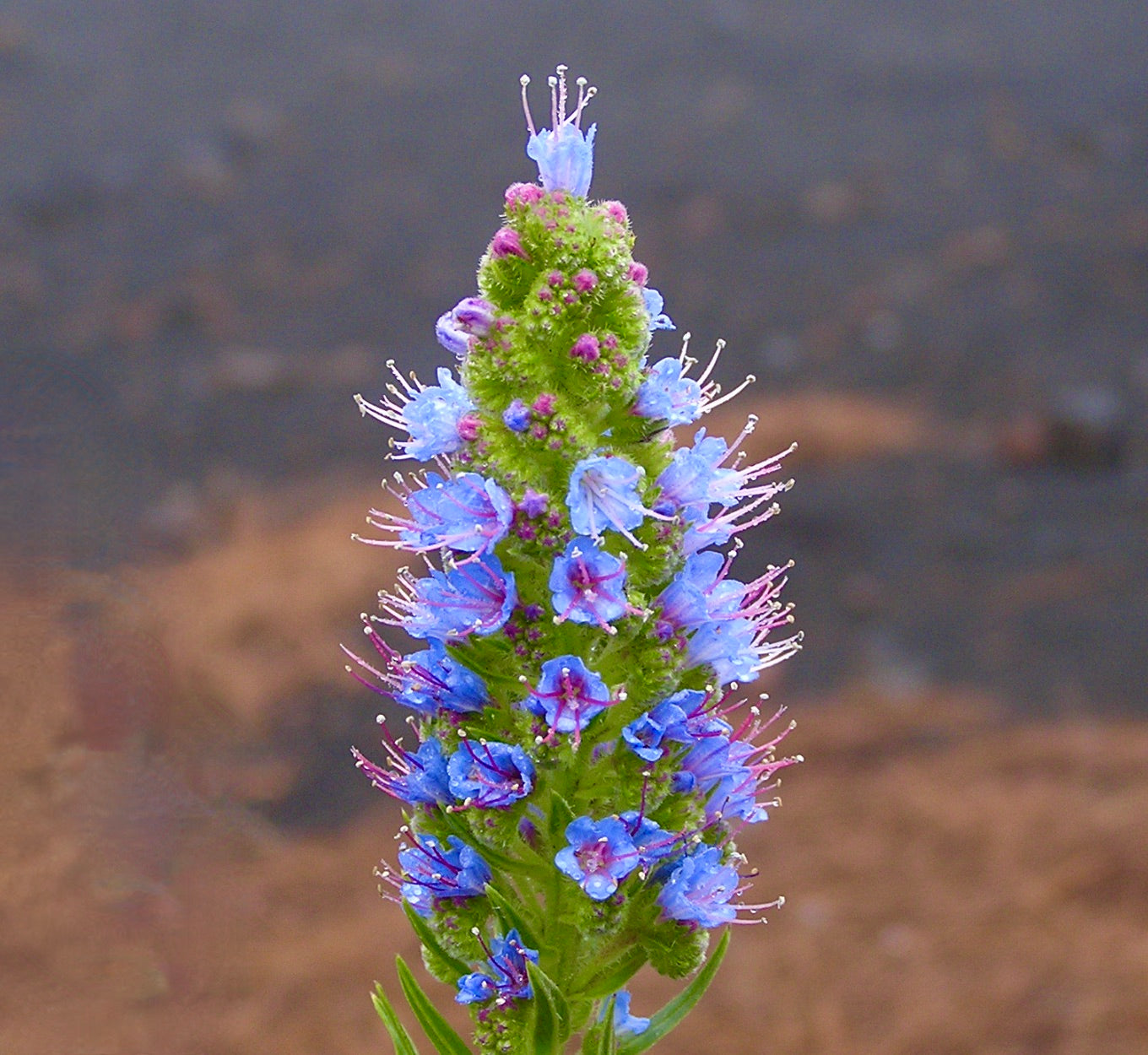 Echium callithyrsum lebhaft blaue Blüten an dichtem grünem Blütenstand