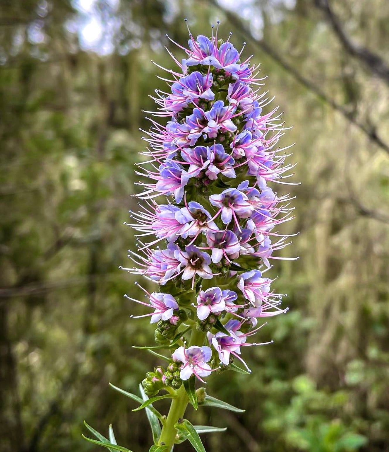 Echium virescens hoher Blütenspieß mit dichten Büscheln aus violetten und rosa Blüten