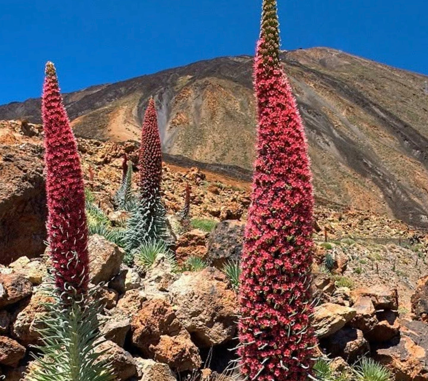 Echium wildprettii pianta alta a spiga con fiori densi di un vibrante rosso in paesaggio roccioso