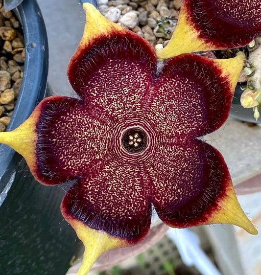 Edithcolea grandis SEEDS