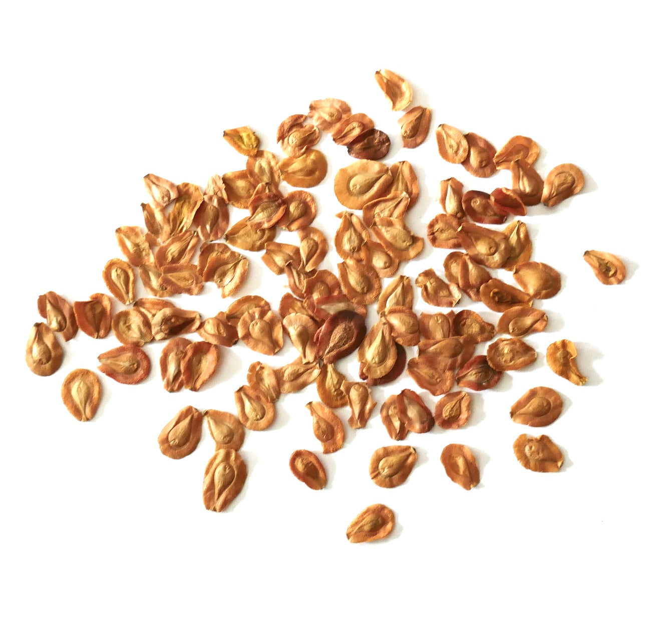 多肉植物の繁殖用に白い背景に散らばったエディスコレア・グランディスの種子