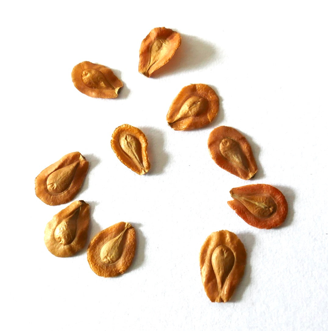 多肉植物の繁殖用に白い背景に並べられたエディスコレア・グランディスの種子