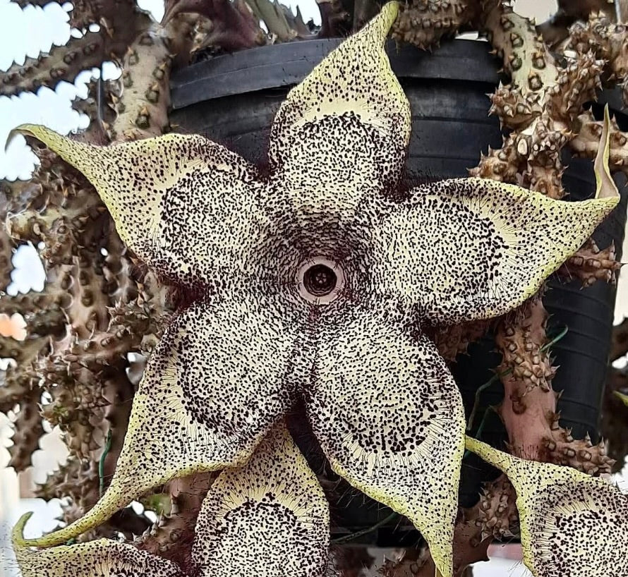 Edithcolea grandis rare succulent star-shaped flower with spotted cream and purple petals