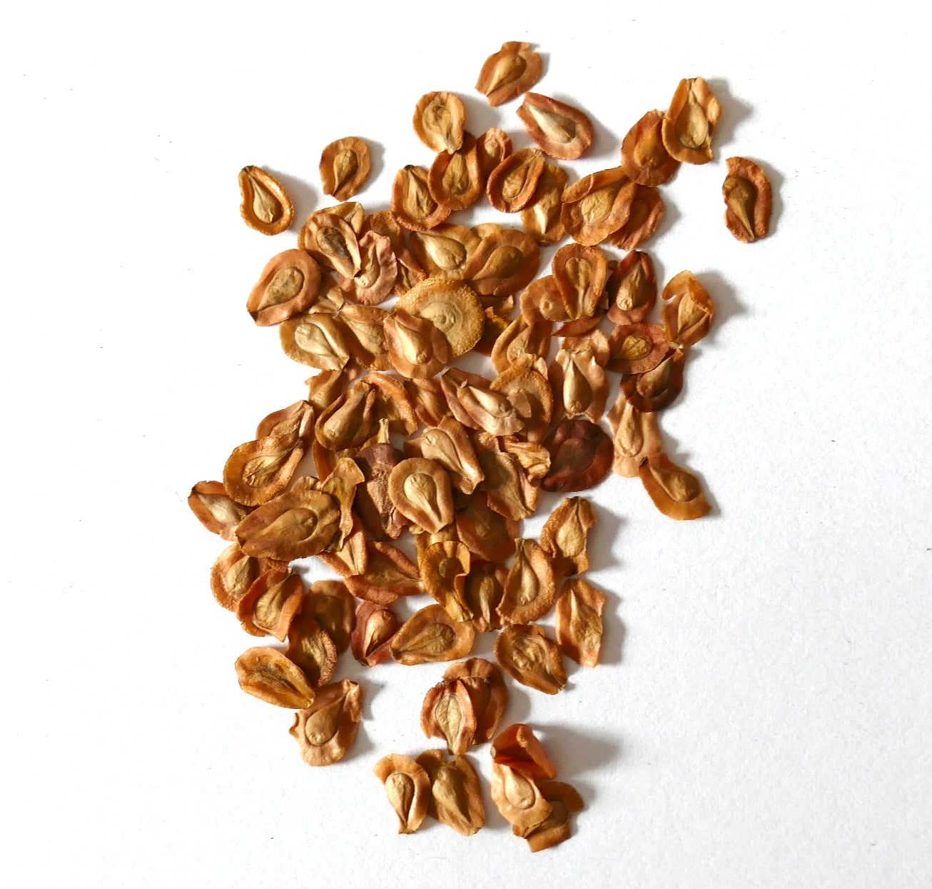 Frø av Edithcolea grandis spredt på hvit bakgrunn for stiklingformering av sukkulenter