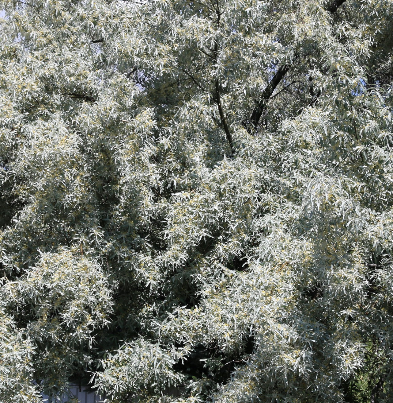 Elaeagnus angustifolia