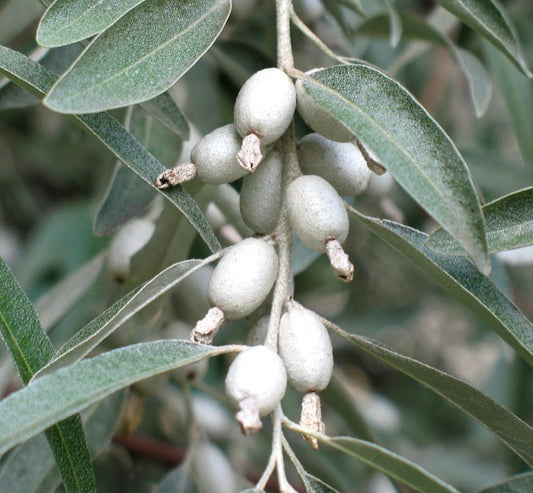 Elaeagnus angustifolia