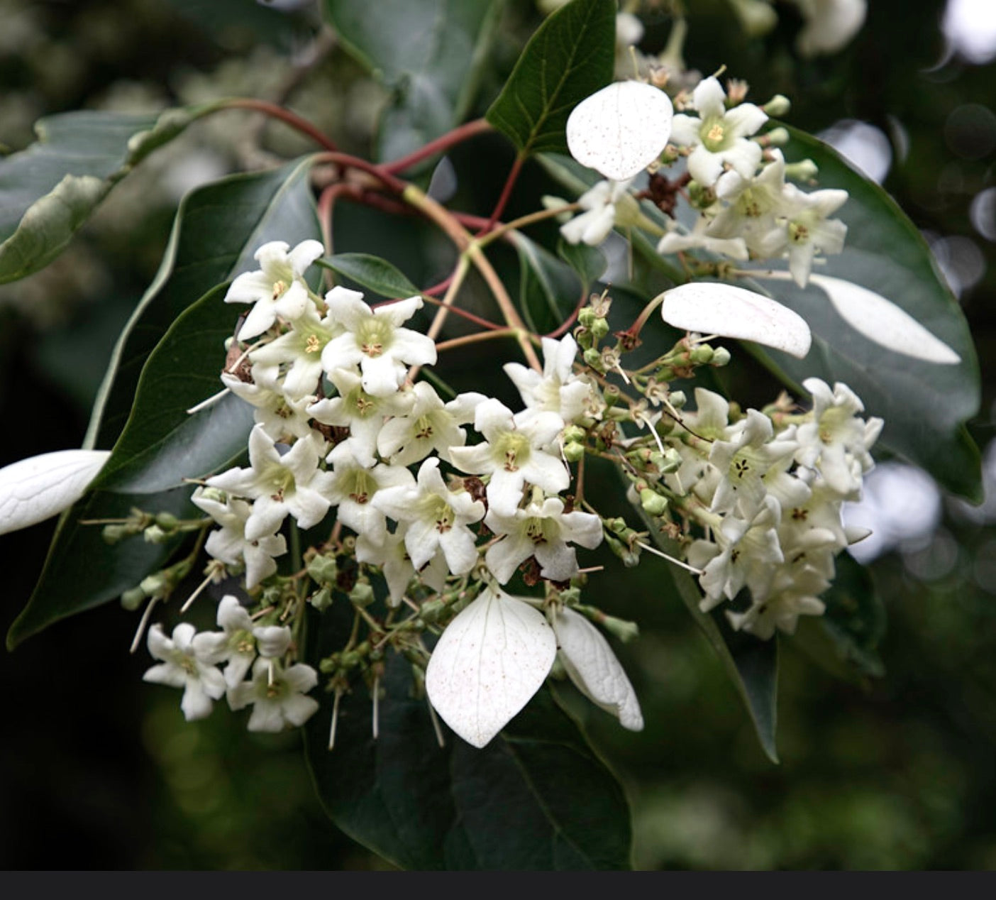 เอ็มเมโนพเทริส เฮนรี ดอกไม้ขาวละเอียดเป็นช่อพร้อมใบกว้างสีเขียวเข้ม